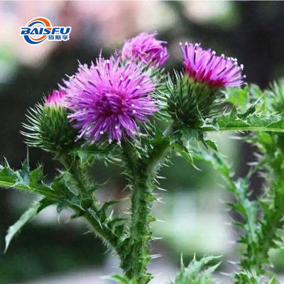 Light orange to brown solid 99.99%Silymarin CAS 65666-07-1 natural Asteraceae plant extract for health and wellness