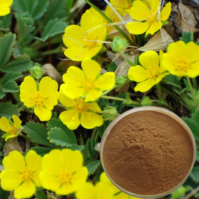 Baisfu pure natural Cinquefoil Herb.P.E best quality brown yellow fine powder For cosmetic and Health supplements